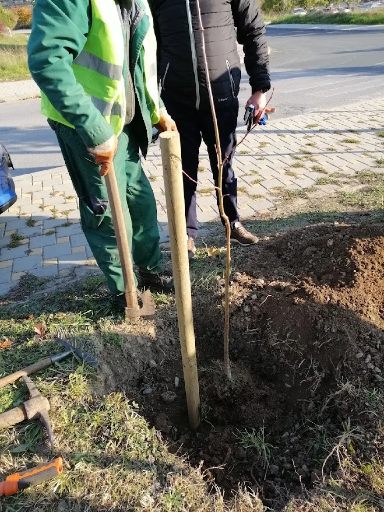 Sadnica i kolac u propisno pripremljenoj jami/
