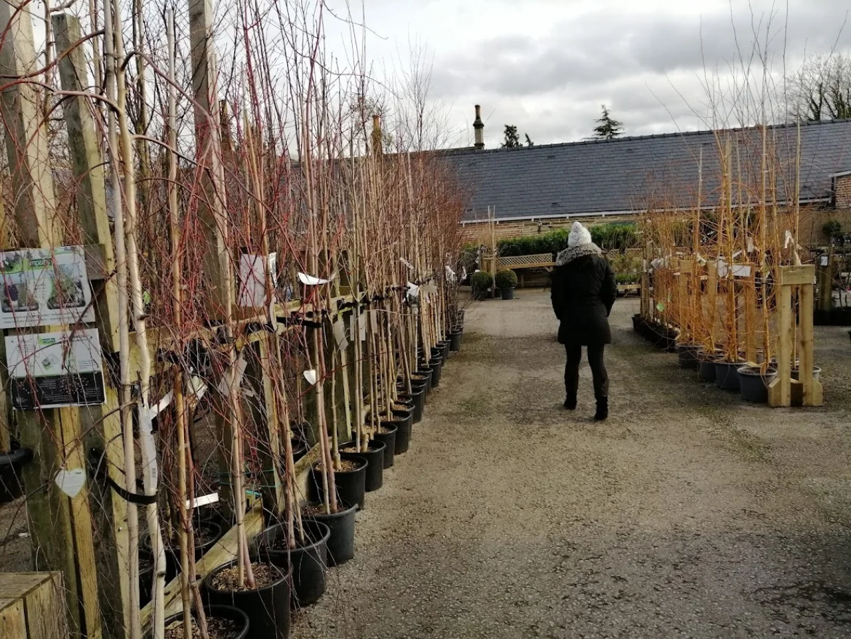 Kontejnirane sadnice voćki i drveća se prodaju u vrtnim centrima/