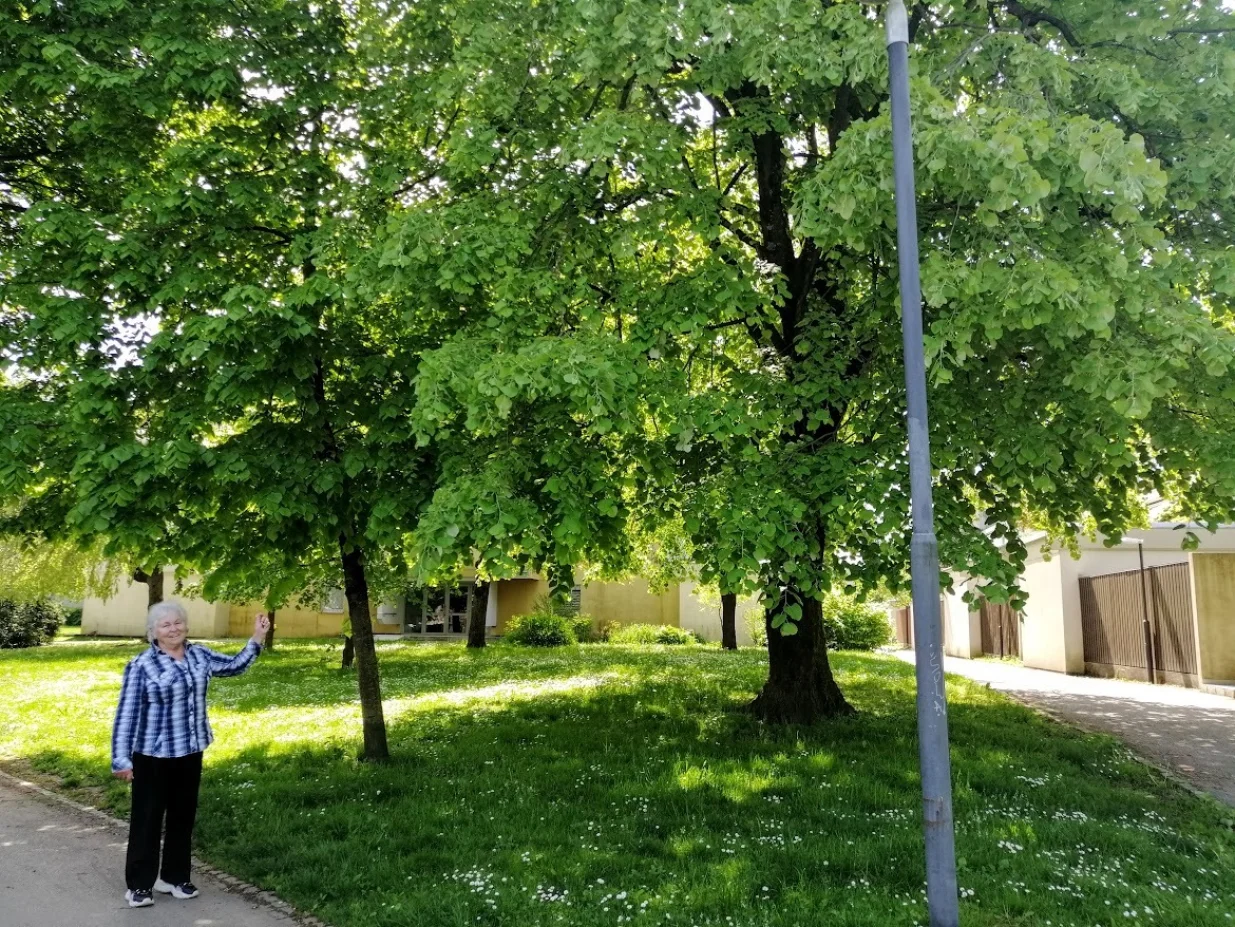 Drveće je najvažnija kategorija urbanog zelenila/
