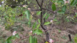 Procvjetovala jabuka/Glas Juga//