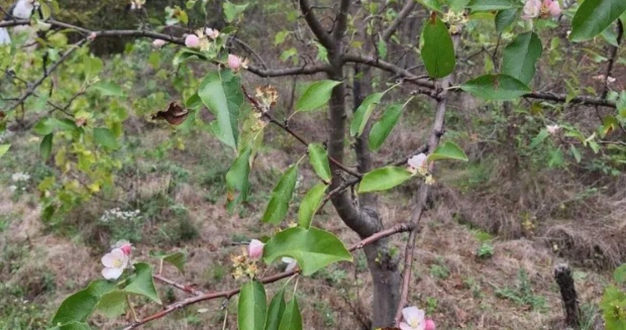 Procvjetovala jabuka/Glas Juga//