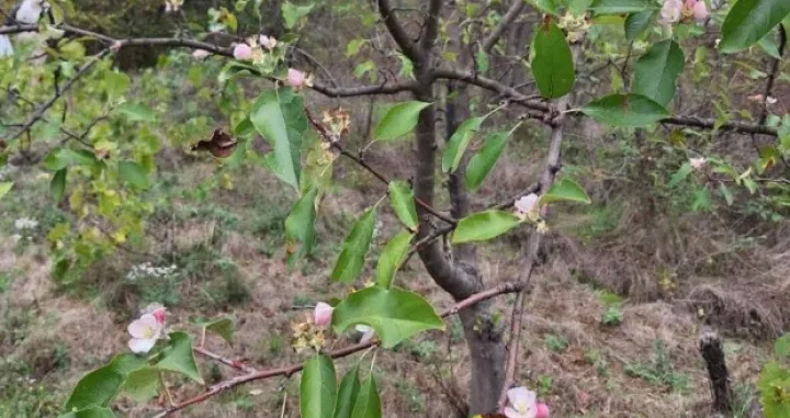 Procvjetovala jabuka/Glas Juga//