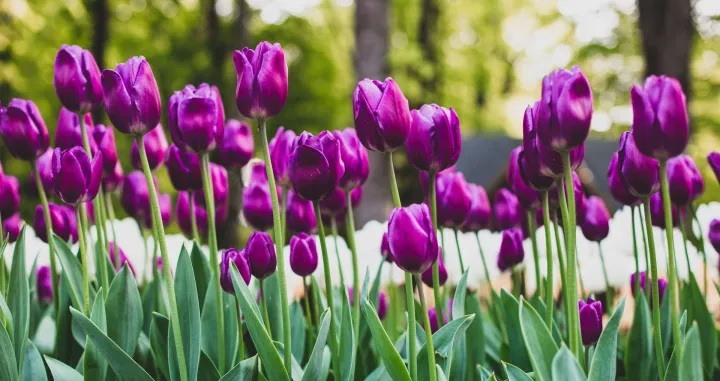 Ljubičasti tulipani//