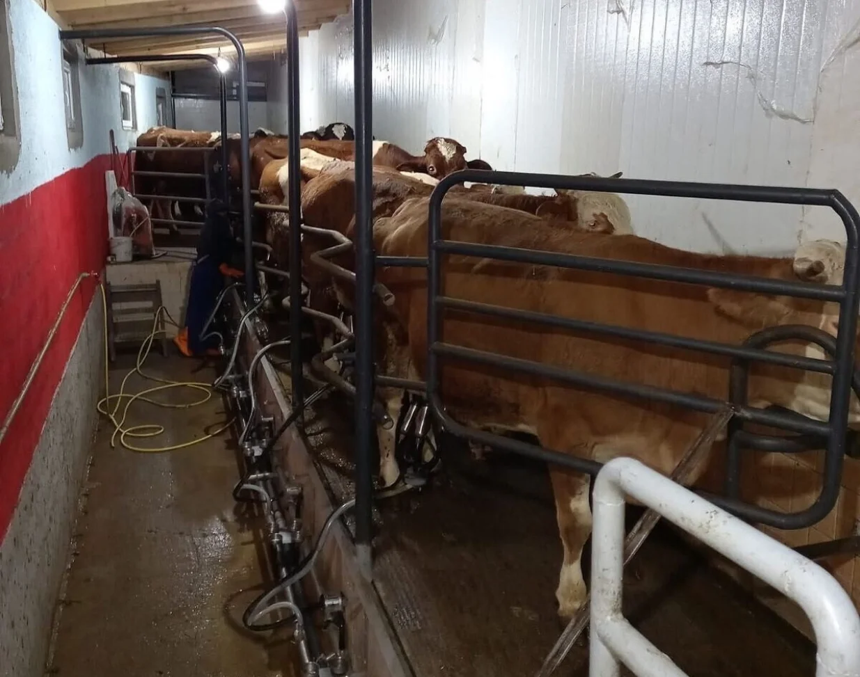 Zineta Memić, farma krava, Cazin/Agroklub.ba