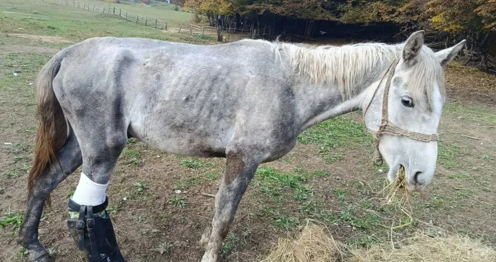 Konj Srećko dobio šansu za novi život zahvaljujući savremenoj 3D print tehnologiji/Facebook