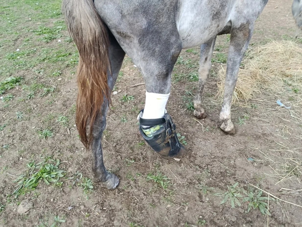 Konj Srećko dobio šansu za novi život zahvaljujući savremenoj 3D print tehnologiji/Facebook