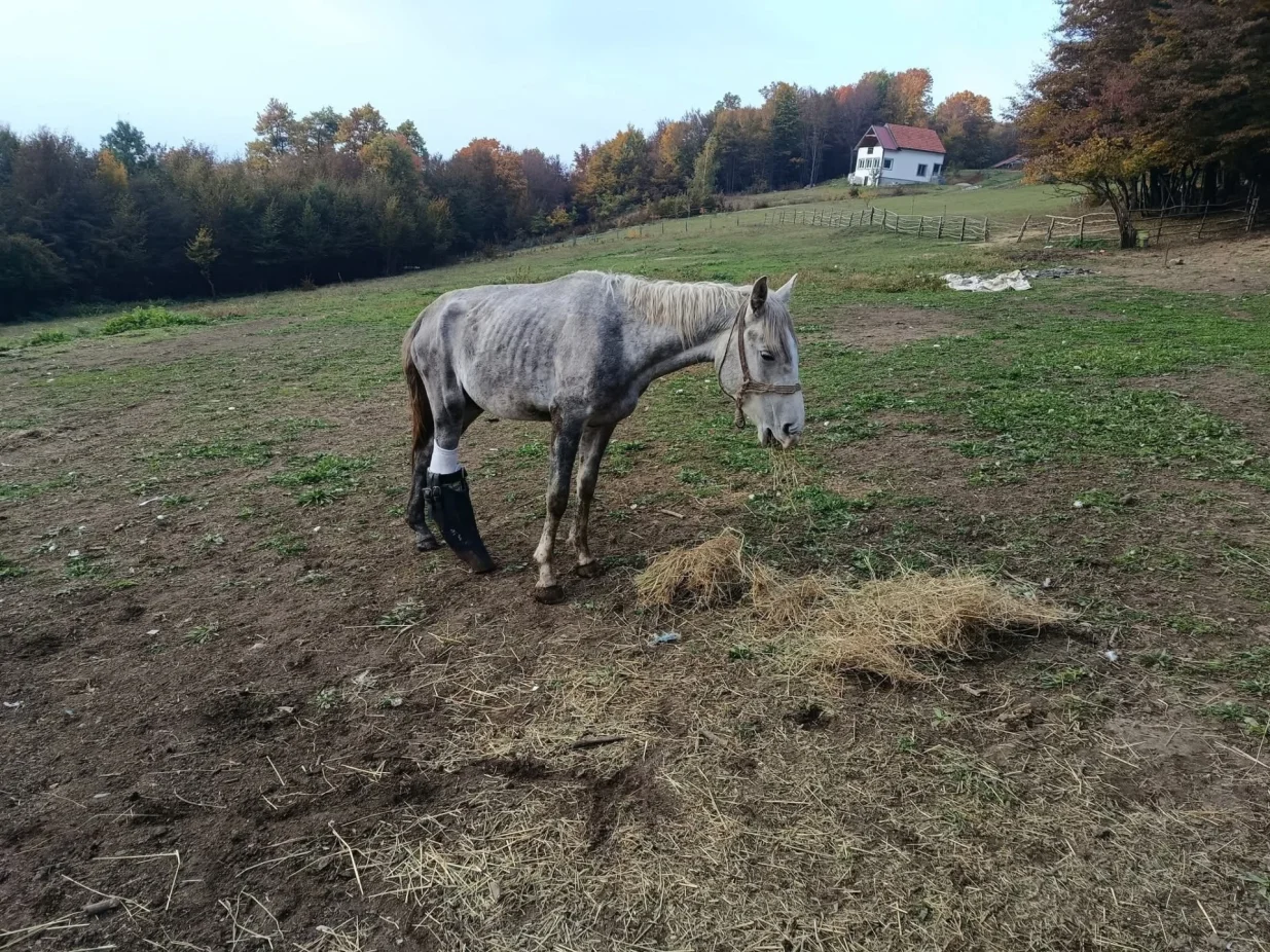 Konj Srećko dobio šansu za novi život zahvaljujući savremenoj 3D print tehnologiji/Facebook
