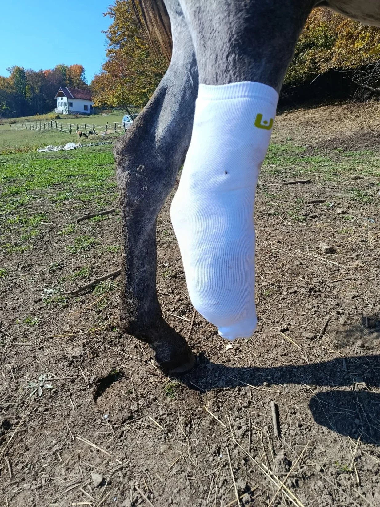 Konj Srećko dobio šansu za novi život zahvaljujući savremenoj 3D print tehnologiji/Facebook