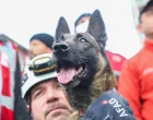 Posebno obučeni psi, koji su uzeli aktivnu ulogu u akcijama traženja i spašavanja nakon razornih zemljotresa u Turkiye, spasili su mnoge živote ispod ruševina (Ozan Efeoğlu - Anadolu Agency)/�