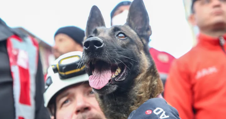 Posebno obučeni psi, koji su uzeli aktivnu ulogu u akcijama traženja i spašavanja nakon razornih zemljotresa u Turkiye, spasili su mnoge živote ispod ruševina (Ozan Efeoğlu - Anadolu Agency)/�