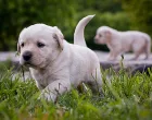 labrador retriver štenci/