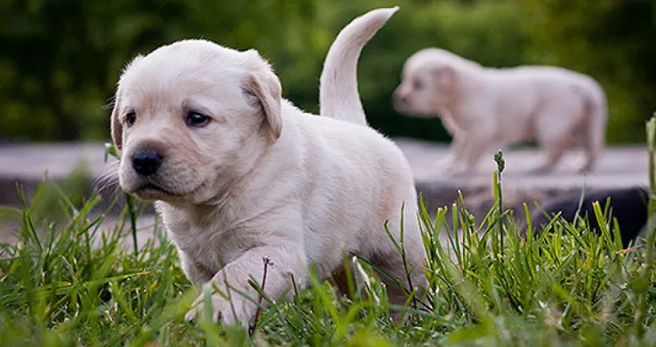 labrador retriver štenci/
