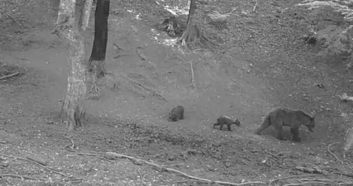 Medvjedi kod Tinje, Srebrenik/Udruženje Građana Tinja