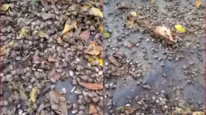 smrdibube, prijedor, raskavci, insekti, najezda/Screenshot