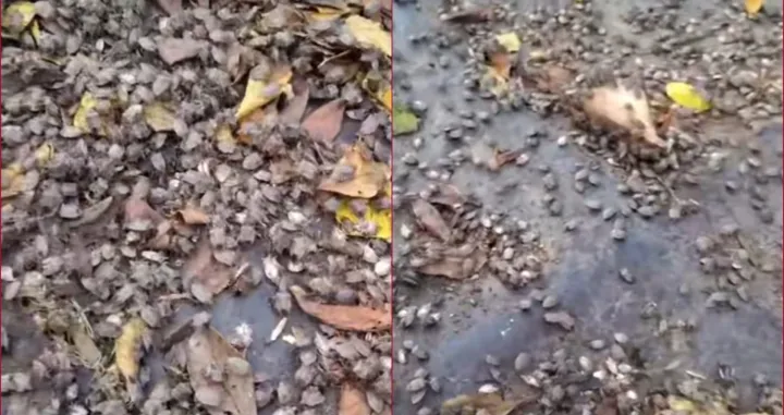 smrdibube, prijedor, raskavci, insekti, najezda/Screenshot