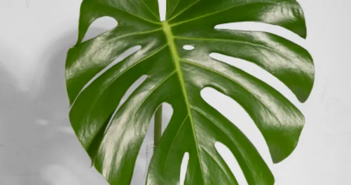 Izbacite je iz kuće/Free Pik