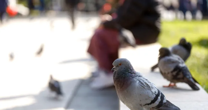 Miholjsko ljeto 2025:/Damir Deljo