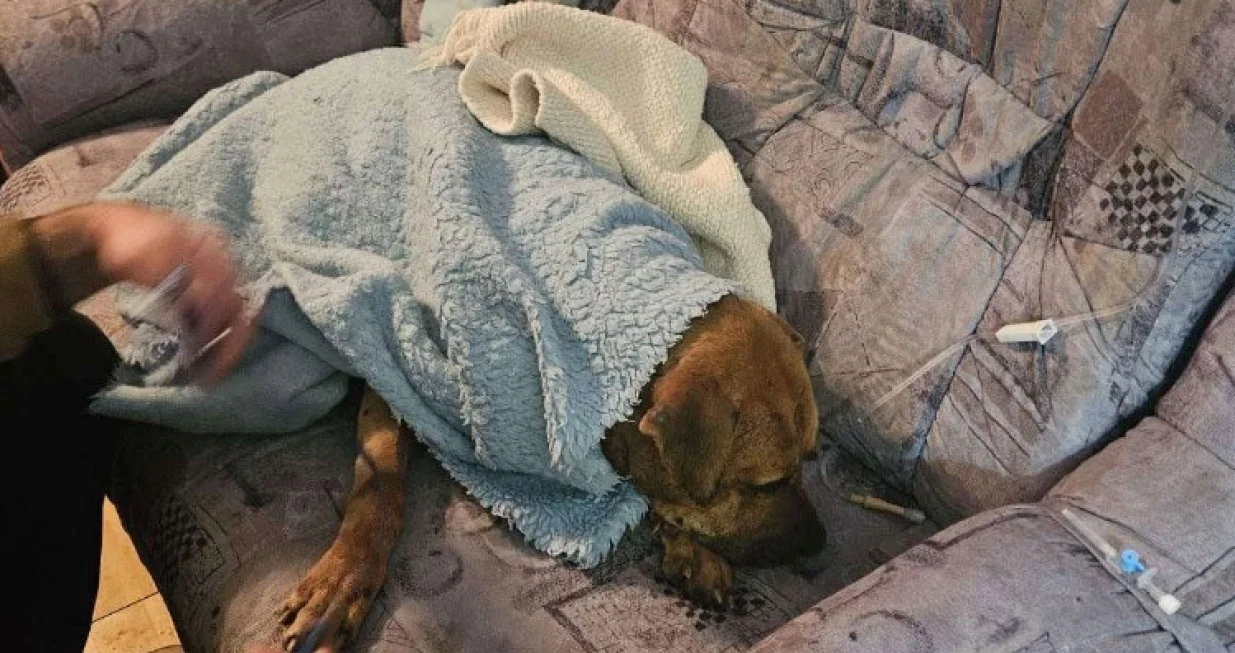 Psi zbrinuti/MUP RS//