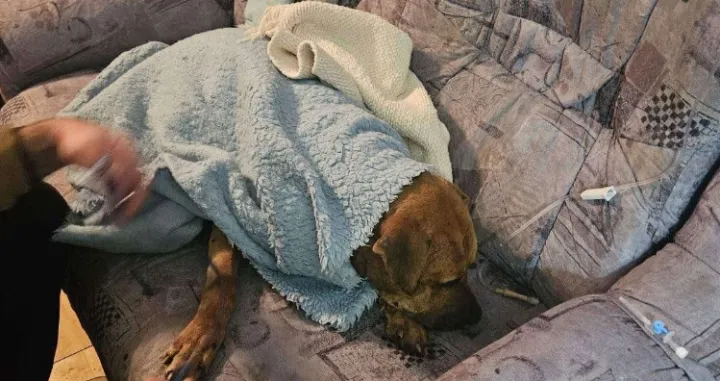 Psi zbrinuti/MUP RS//