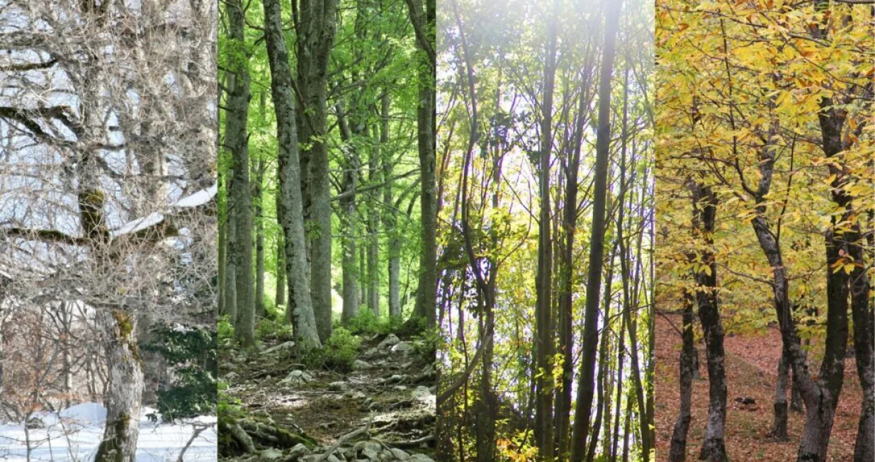 godi&scaron;nja doba/Lovily