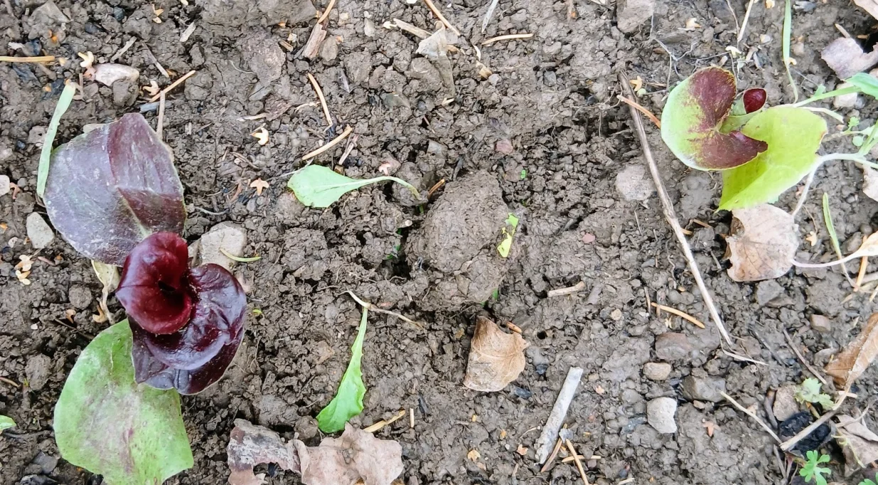 Radić, zimsko povrće u boji/