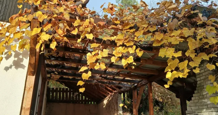 Vinova loza požutjela, grožđe sve slađe/