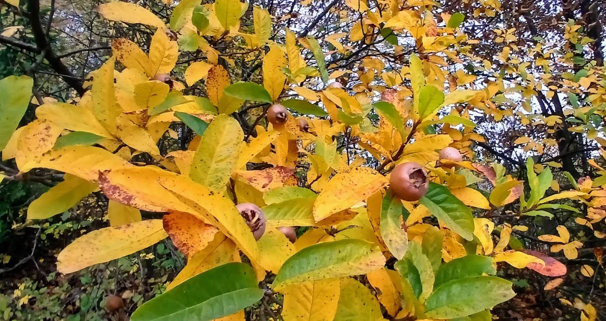 Mušmula, lijepa biljka zdravih plodova/