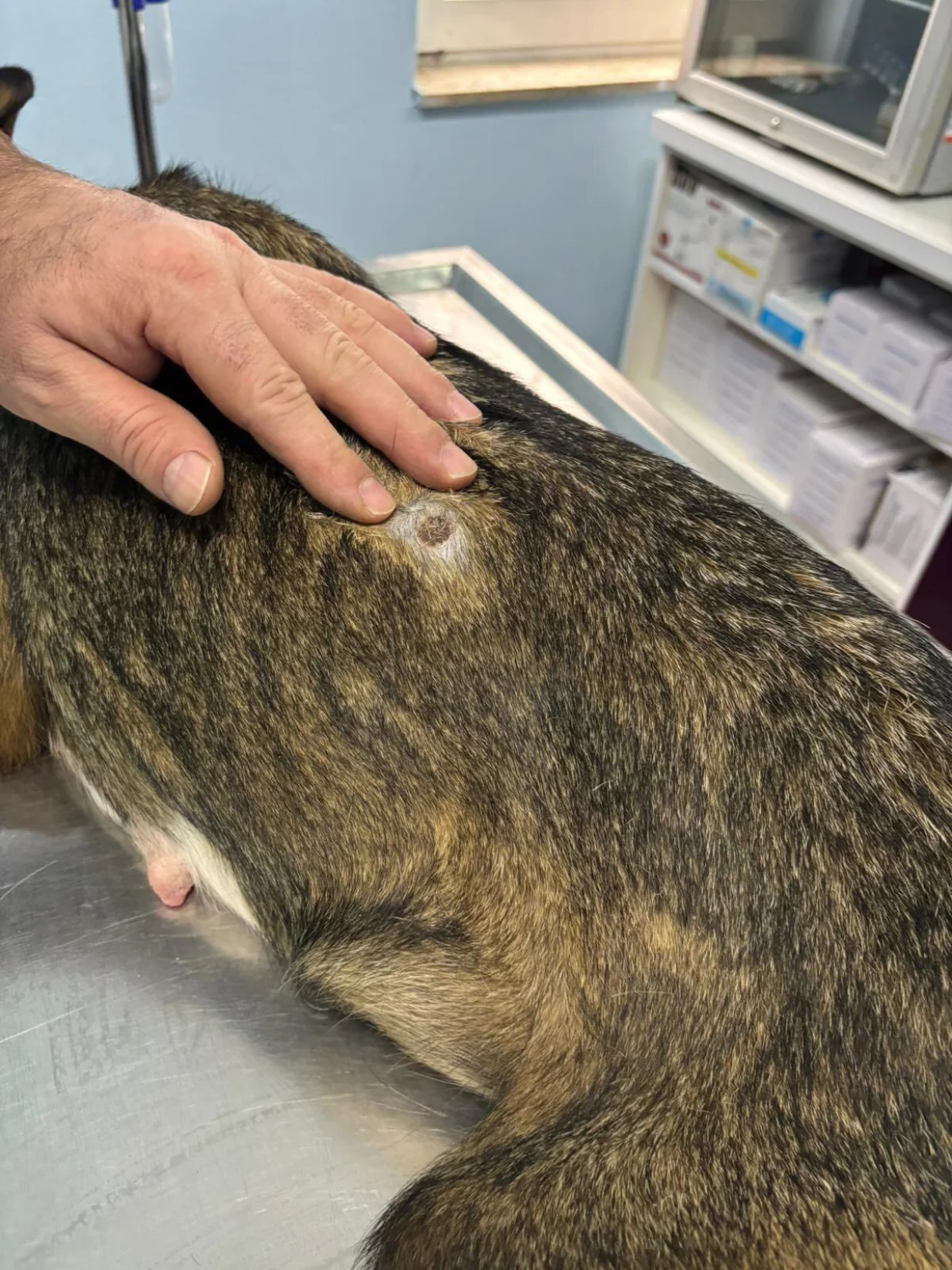 Metak je završio u kučmi psa/Facebook/