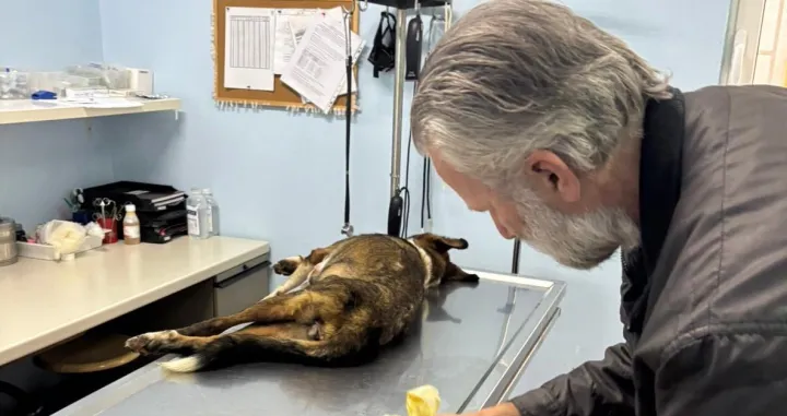 Pas je ustrijeljen u naselju Zabrđe/Facebook/