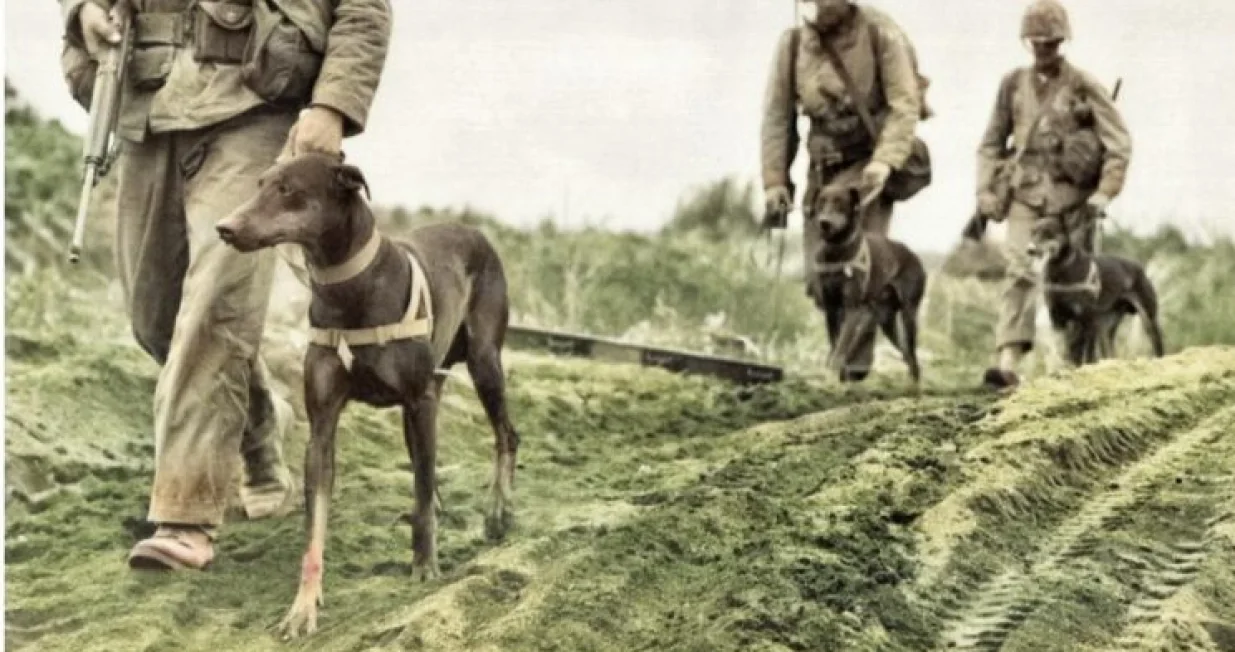 INCIDENT u Petrichu, poznat i kao "Rat psa lutalice", jedna je od najapsurdnijih epizoda u povijesti Balkana između dvaju svjetskih ratova. U listopadu 1925. običan pas izazvao je lanac događaja koji su gotovo doveli do sveopćeg rata između Kraljevine Grčke i Kraljevine Bugarske/