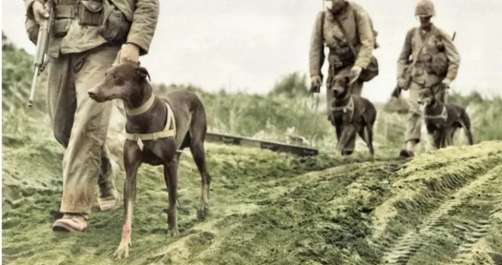 INCIDENT u Petrichu, poznat i kao "Rat psa lutalice", jedna je od najapsurdnijih epizoda u povijesti Balkana između dvaju svjetskih ratova. U listopadu 1925. običan pas izazvao je lanac događaja koji su gotovo doveli do sveopćeg rata između Kraljevine Grčke i Kraljevine Bugarske/