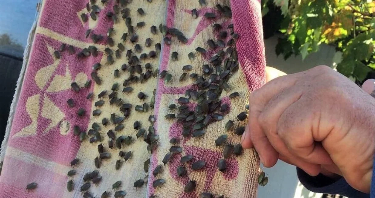 smrdibube, smrdljivi martin/agroklub.ba/Agroklub.ba