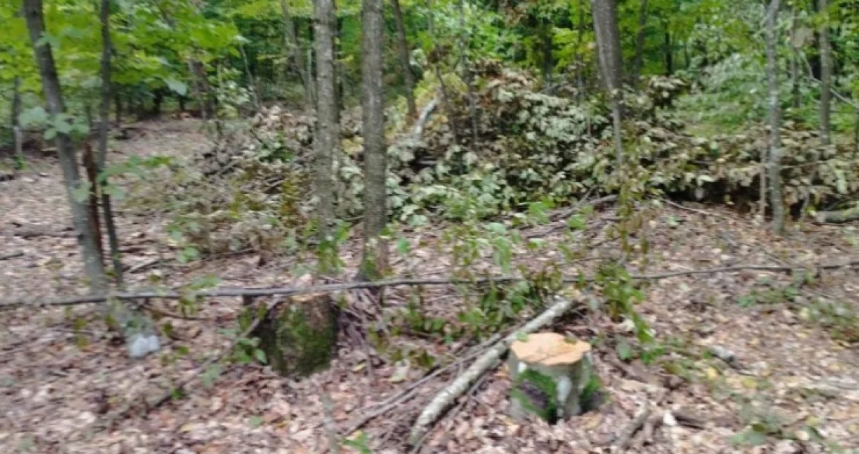 Posjekao 110 stabala/MUP RS/