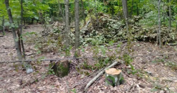 Posjekao 110 stabala/MUP RS/