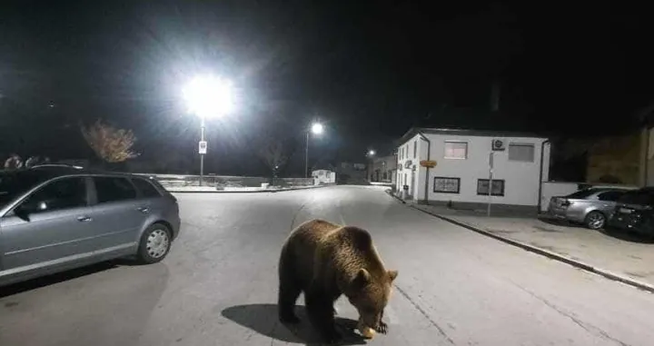 Medvjed u Busovači/Centralna.ba