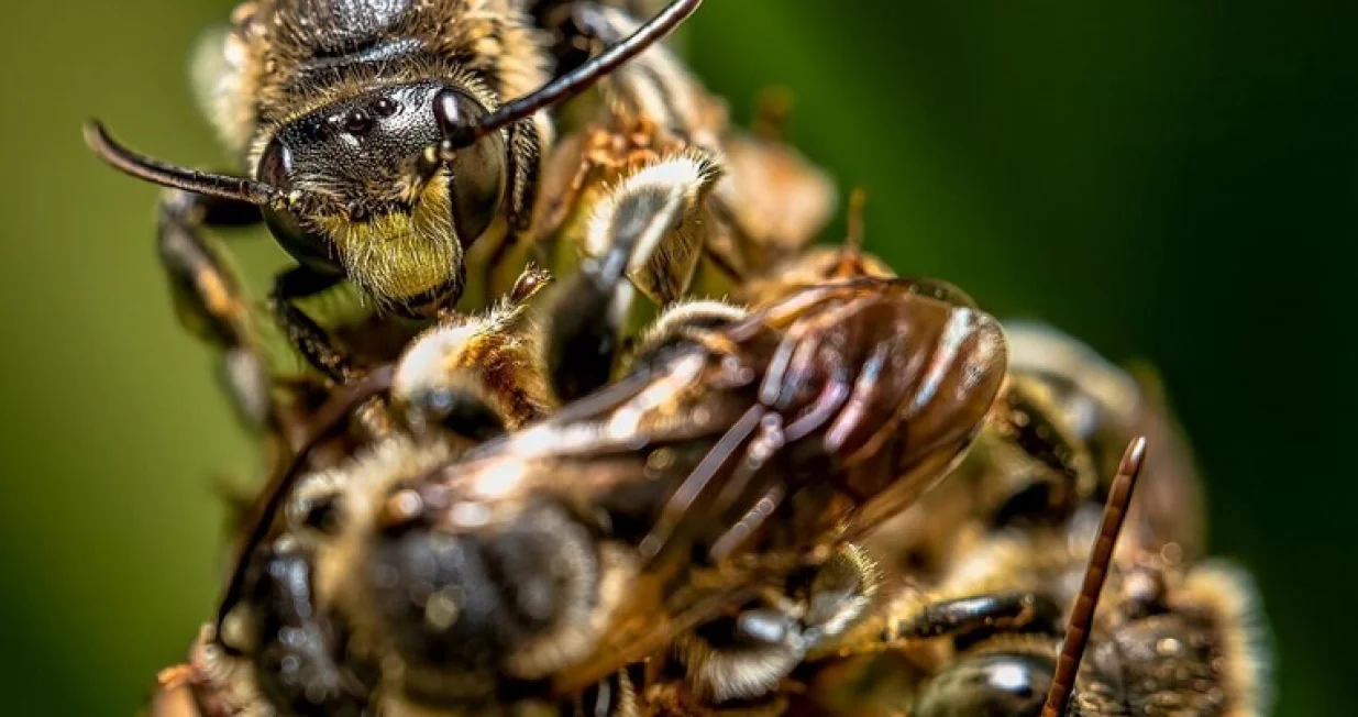 stršljenovi, ilustracija/Freepik 