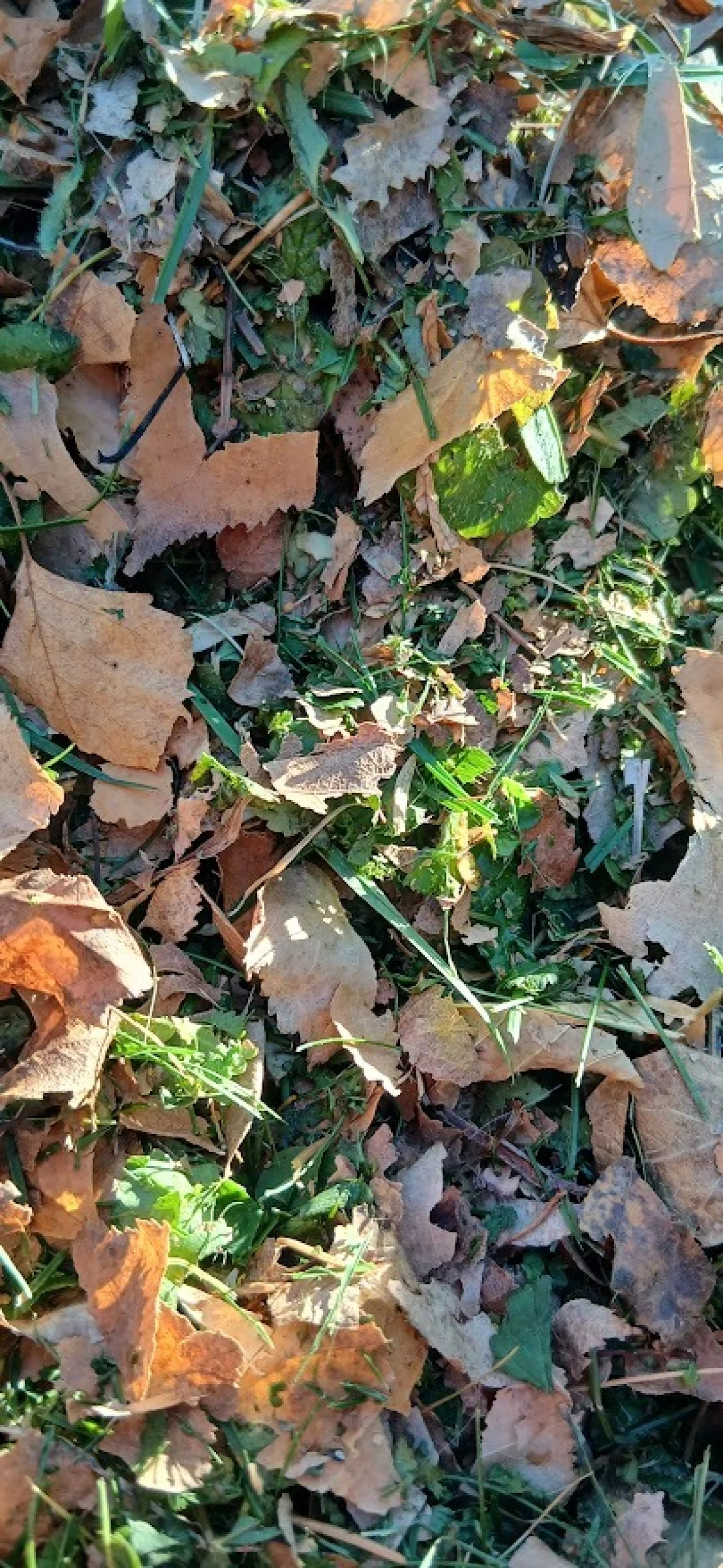 Trava i lišće su idealni materijali za kompostiranje/