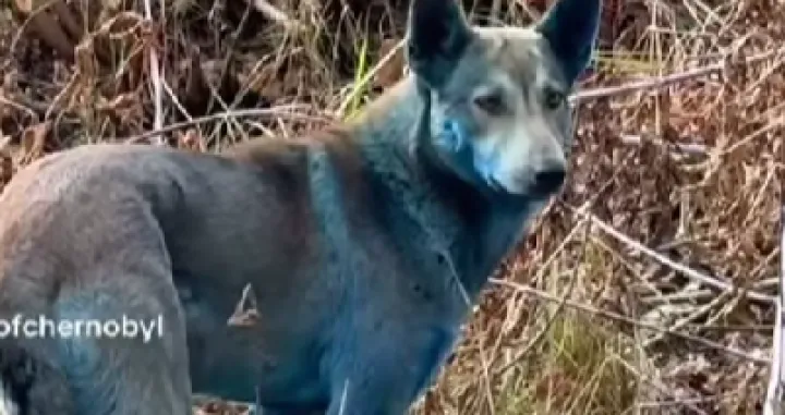 Černobil, pas, plava boja/Prtsc