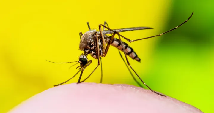 komaraci ilustracija/