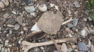 Ljudske kosti, kost, pronalazak kostiju/Facebook