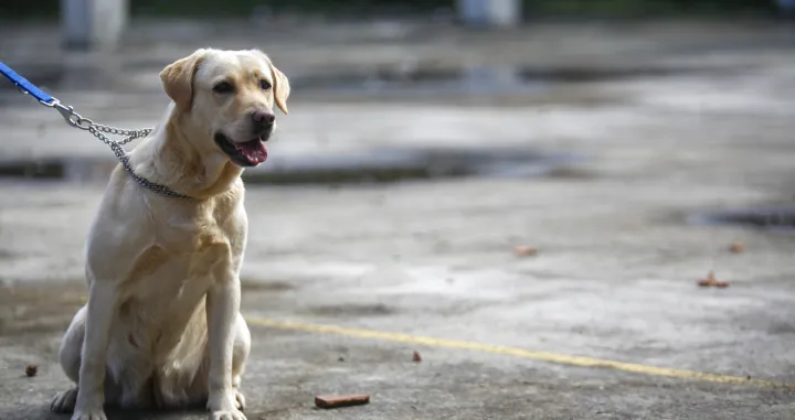 Demonstracija K9 GGS/Damir Deljo