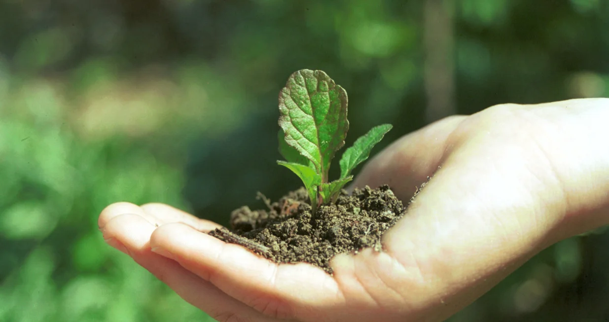 ekologija, zelena agenda, zeleno, priroda, klima, biljke/