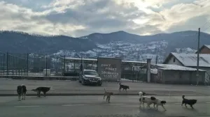 Psi lutalice u Goraždu/Goražde Online