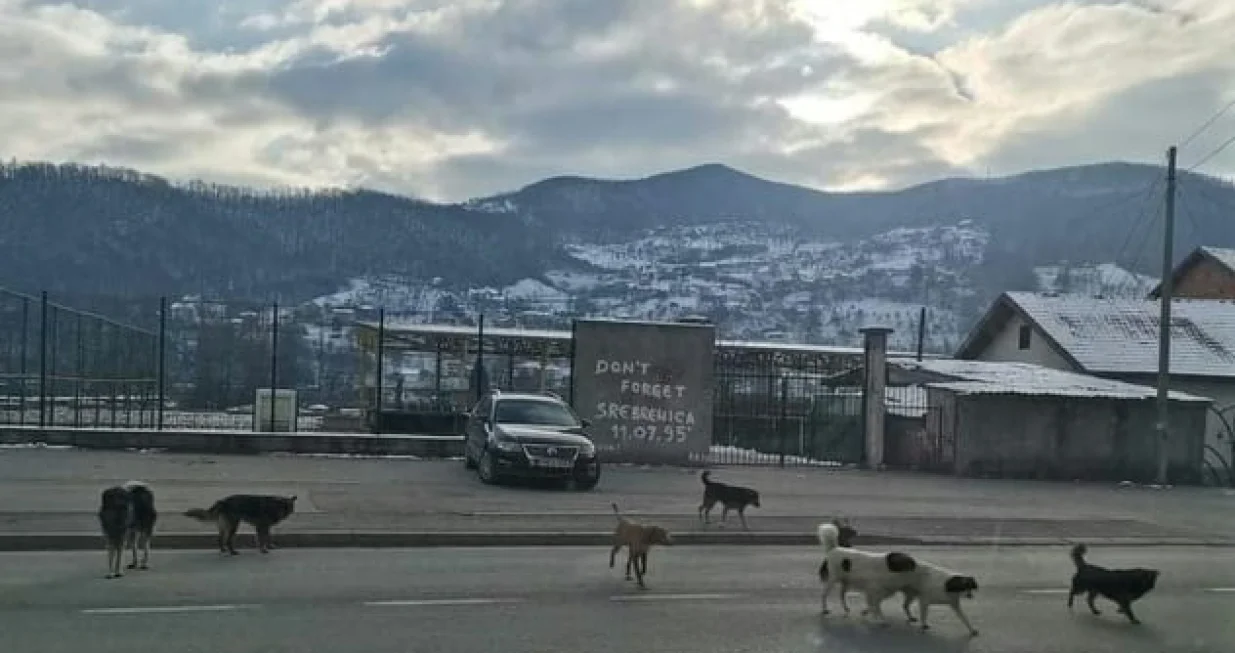 Psi lutalice u Goraždu/Goražde Online