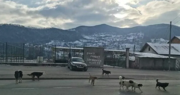 Psi lutalice u Goraždu/Goražde Online