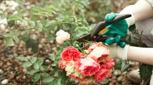 Bit će bujne i zimi/Free Pik