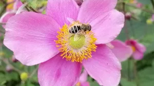 Japanska anemona, jesenja hrana pčelama/