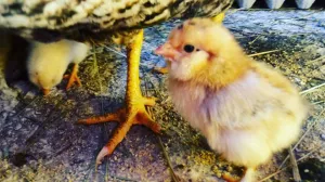 Hara pričija gripa/Ilustracija/Fena//