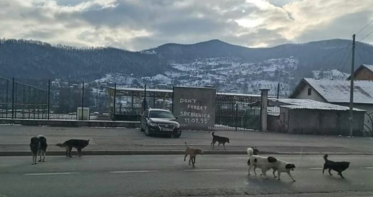 Psi lutalice u Goraždu/Goražde Online