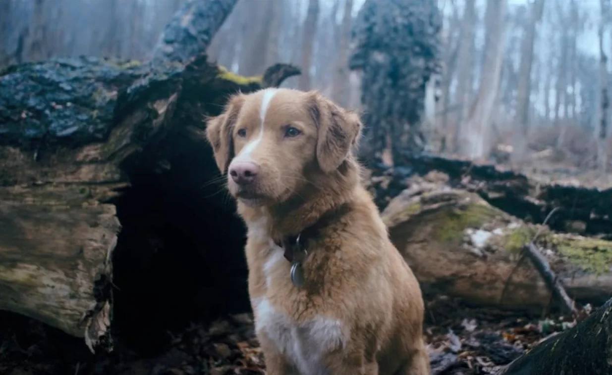 Detalj iz filma "Good Boy"/